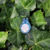 Maison Ghibli Embroidered Jewel Brooch Medium Totoro - My Neighbor Totoro Outlet